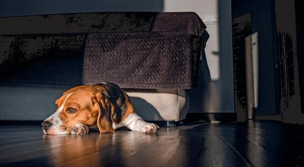 Se hai queste lampade in casa, fai attenzione: potrebbero essere  pericolosissime per il tuo cane o gatto - greenMe