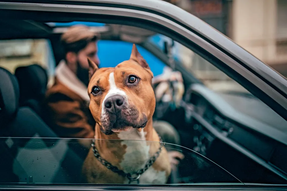 Cinture di sicurezza per cani: cosa prevede il Codice della Strada