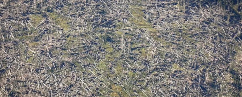 La valle di Campomulo di Gallo (Asiago) devastata dalla tempesta due anni fa