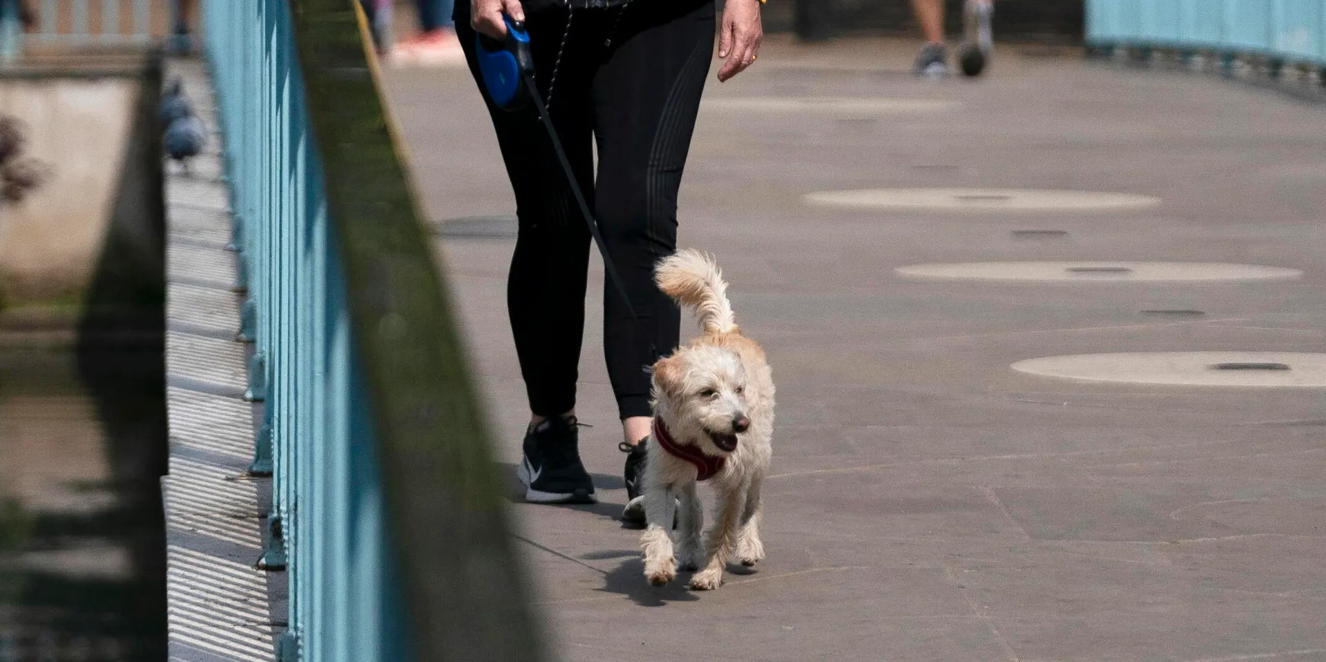 Cane al guizaglio