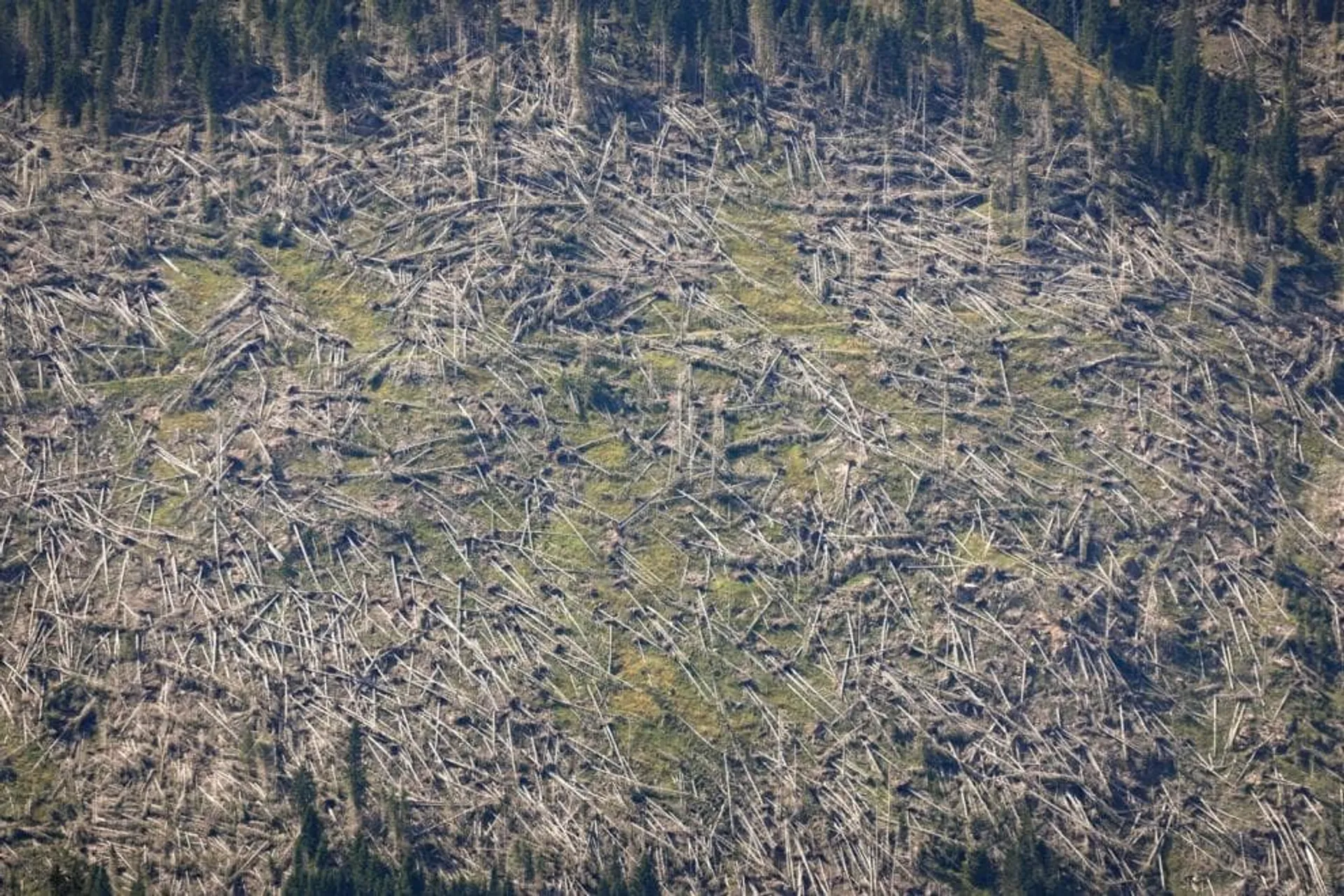 La valle di Campomulo di Gallo (Asiago) devastata dalla tempesta due anni fa