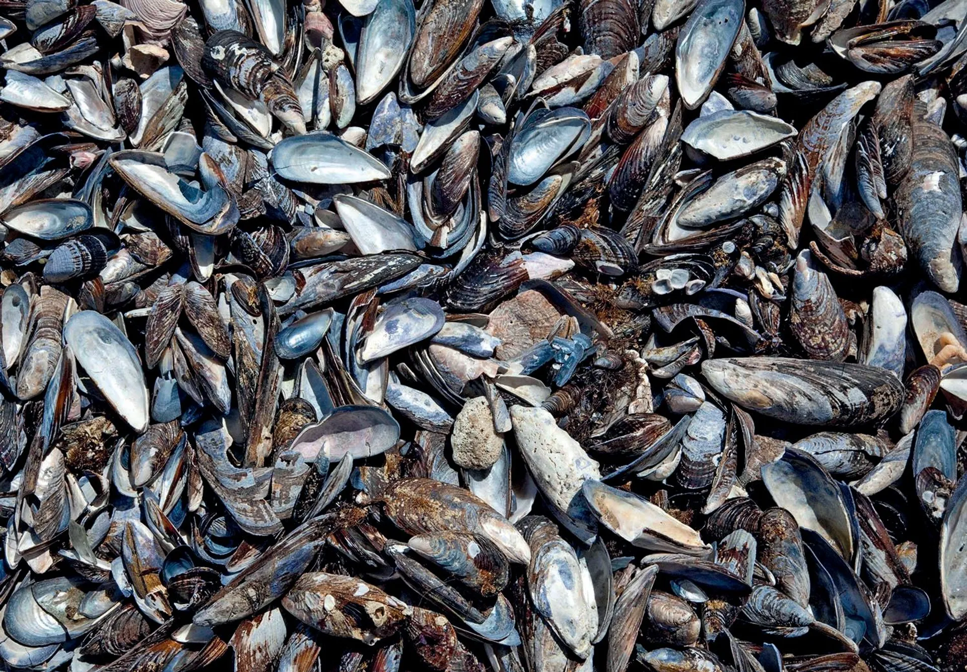 Gusci di cozze: non sono compostabili.