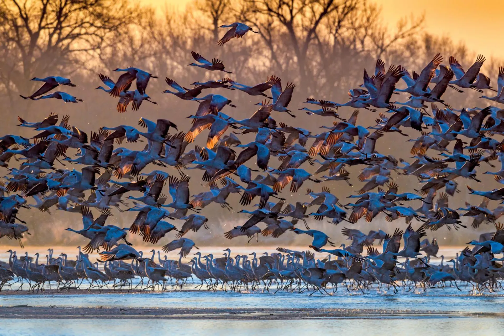 Un stormo di gru prende il volo all'alba sul fiume Platte, vicino a Kearney, Nebraska