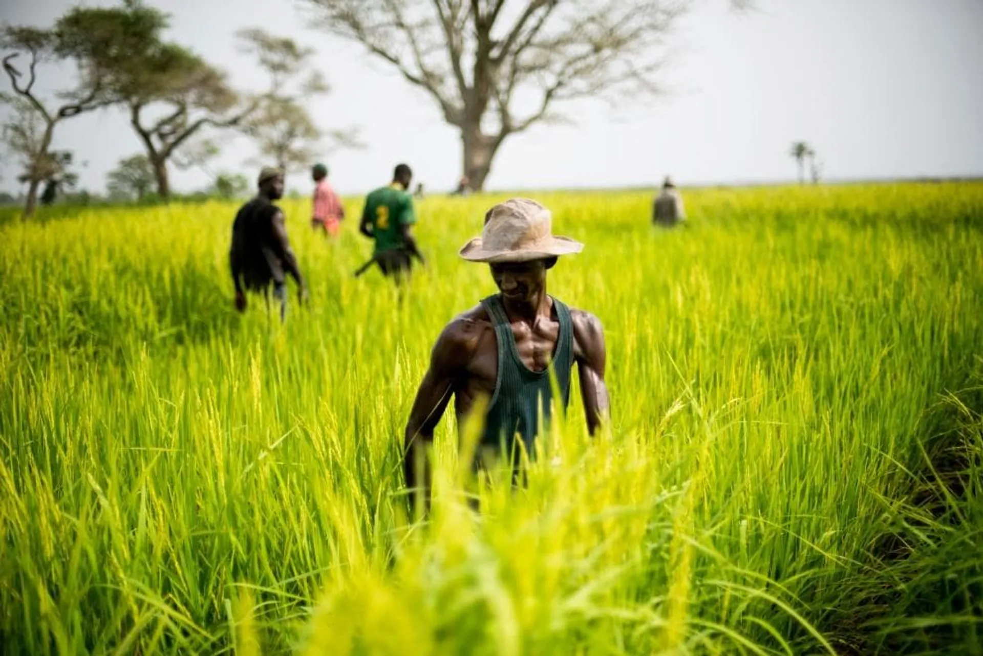 Senegal1-jpg