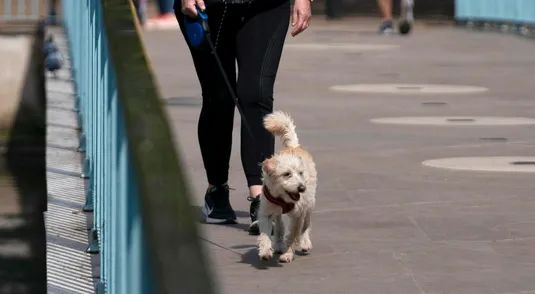 Cane al guizaglio