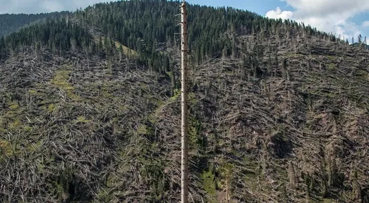 Alberi schiantanti sul versante a sud est del passo Manghen Val di Fiemme Trentino