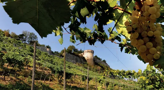 Vigna Pusterla, perla dell’azienda bresciana