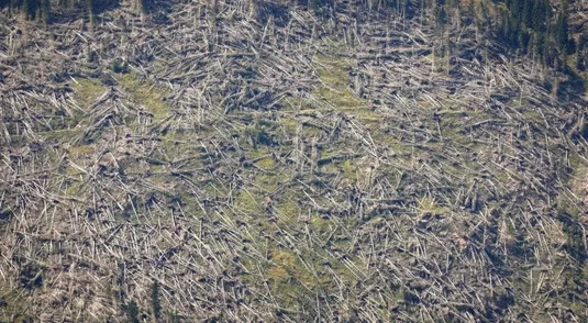 La valle di Campomulo di Gallo (Asiago) devastata dalla tempesta due anni fa