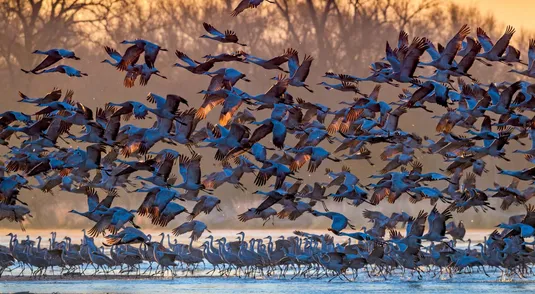 Un stormo di gru prende il volo all'alba sul fiume Platte, vicino a Kearney, Nebraska